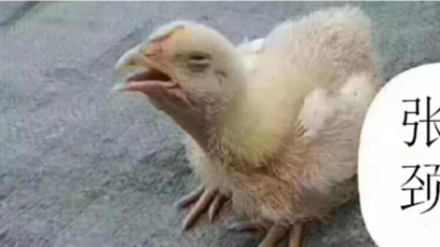 鸡流行感冒的6个阶段-上海邦森分享