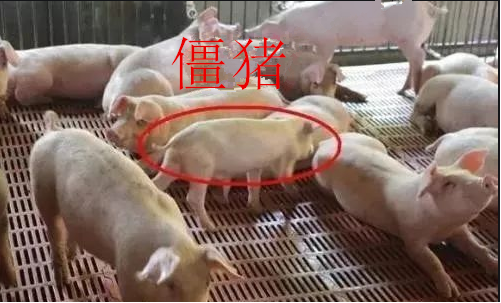 僵猪
