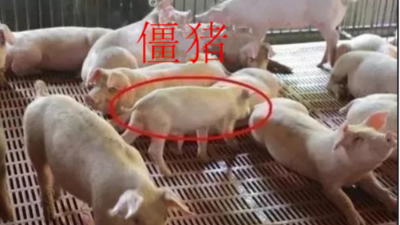 怎么让僵猪脱缰，赶上正常猪的生长，上海邦森分享方法