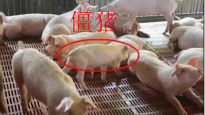 怎么让僵猪脱缰，赶上正常猪的生长-上海邦森