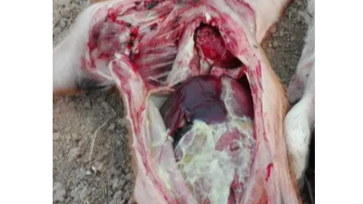 上海邦森分享--猪场头疼的副猪嗜血杆菌病的防治！