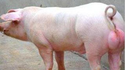 上海邦森分享种公猪饲养管理要点