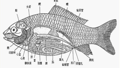 肠道好，水产养殖效益好-上海邦森