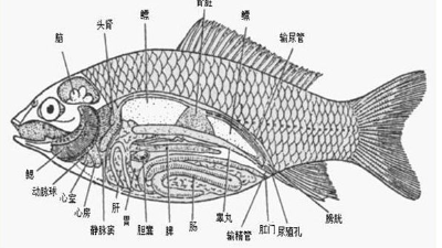 肠道好，水产养殖效益好！上海邦森【肠力健】