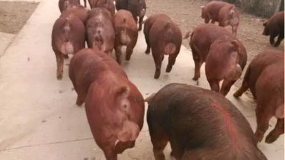 上海邦森分享春季养猪三个方法