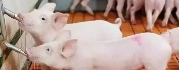仔猪拉稀