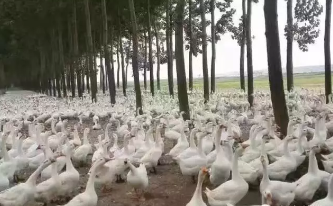 鹅副黏病毒