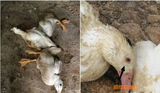 鹅流行感冒特点_