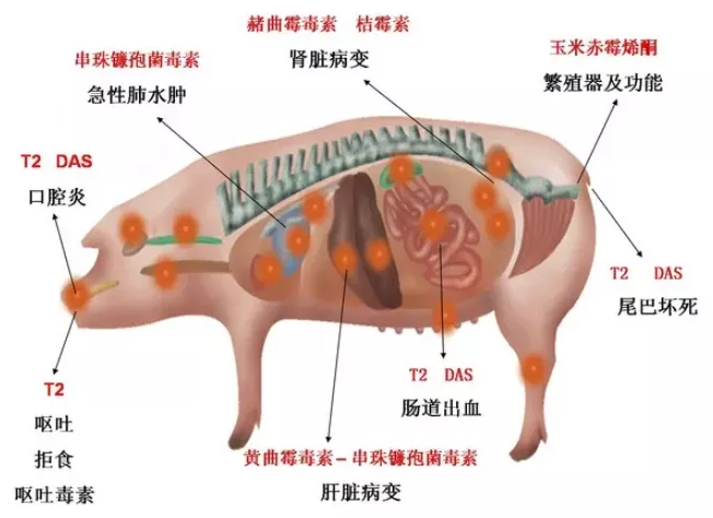 猪霉菌毒素中毒