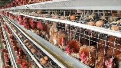 秋季蛋鸡养殖存在的问题