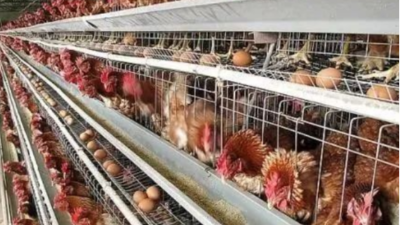 蛋鸡秋季饲养管理的5方面-上海邦森