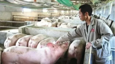 上海邦森养猪技术：冬季易发的3种猪病