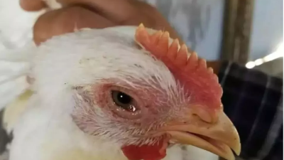肉鸡呼吸道病的四个阶段，上海邦森分享治疗方案