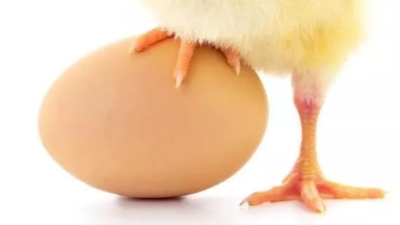 上海邦森提供6大技巧轻松解决蛋鸡的蛋壳问题​