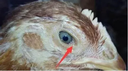 鸡慢呼