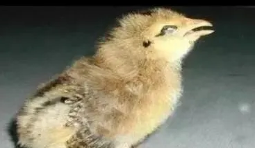 鸡传支