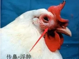 鸡鼻炎