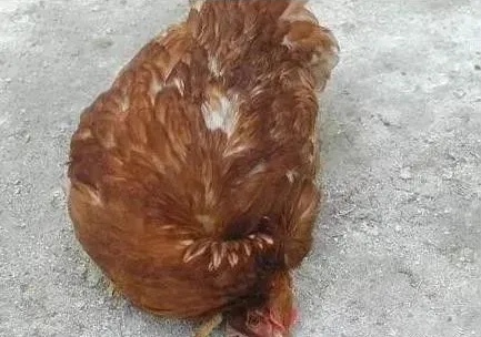 鸡瘟