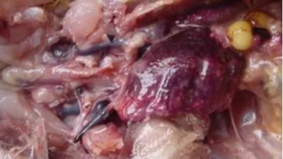 肉鸡呼吸道病黑肺形成的原因-上海邦森