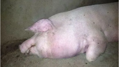母猪突然低温、不吃、卧地不起的防治方法-上海邦森