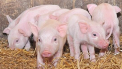 仔猪的饲养管理方法（一）-上海邦森