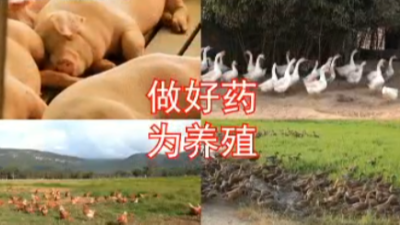 国标兽药价格差别的6点原因-邦森兽药