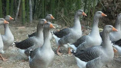 秋冬季养鸭想高产，上海邦森分享9大原则