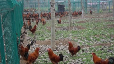 上海邦森分享鸡低温病的症状与防治方法