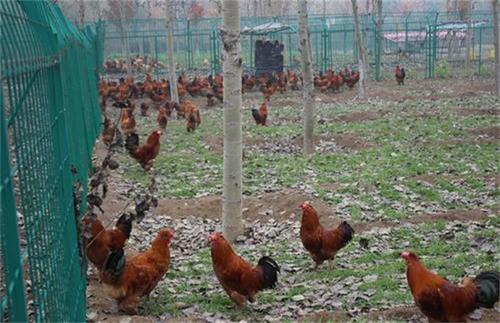 上海邦森分享鸡低温病的症状与防治方法