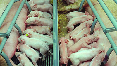 上海邦森分享维生素C在养猪生产中的应用及注意事项
