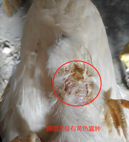 龙骨肿胀