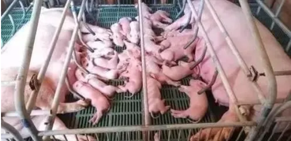 母猪分娩