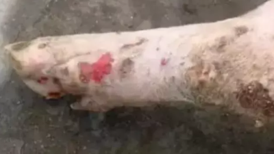 冬季猪场口蹄疫如何防治-上海邦森
