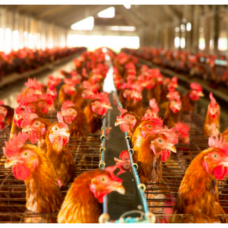 上海邦森技術分享八大因素易引發雞呼吸道疾病