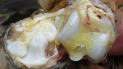 滑液囊支原体对肉蛋鸡的影响及防治-上海邦森