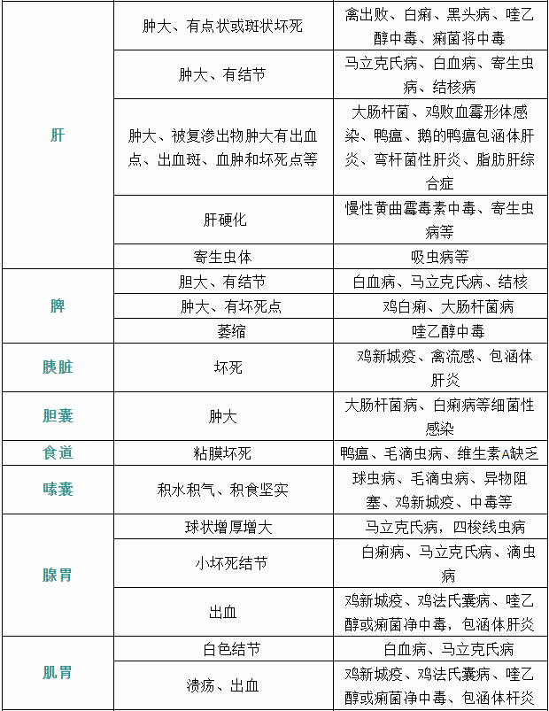 家禽疾病症状肝