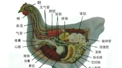 引起鸡呼吸道疾病的4大因素-邦森兽药
