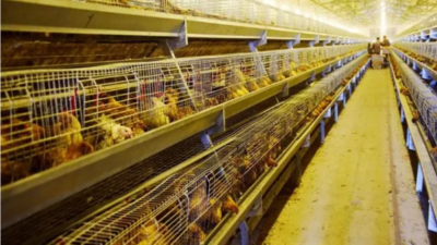 教您5招确保蛋鸡低温天气的安全生产-上海邦森