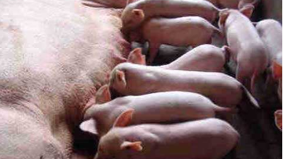 上海邦森分享母猪发情规律。