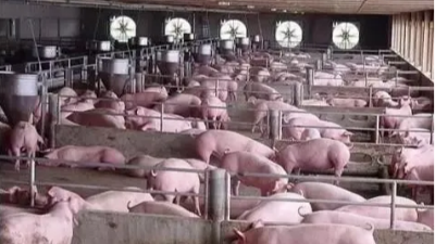 上海邦森技术知识猪出现消瘦、咳喘怎么办