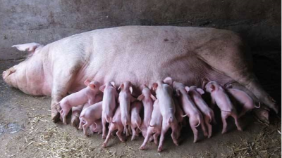 上海邦森分享猪群体内毒素产生的危害