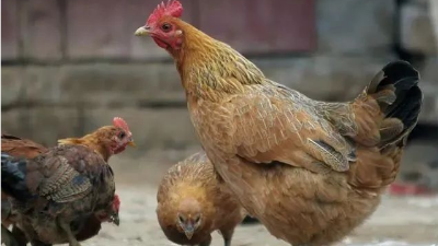 鸡流感的特征鸡防治方法-上海邦森