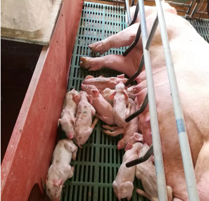养母猪活力差