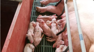 养母猪千万不能心存侥幸-上海邦森