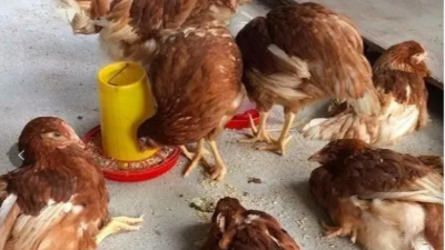 上海邦森分享蛋鸡养殖中的18个典型疾病（三）