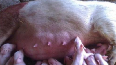 母猪饲养过程中的5大疾病-上海邦森