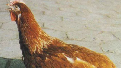 引起鸡呼吸道疾病的7条温差-上海邦森