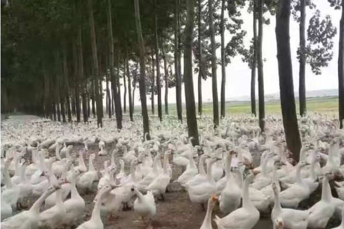 种鸭饲养管理
