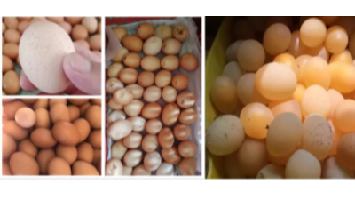 蛋鸡容易生的3中疾病-上海邦森