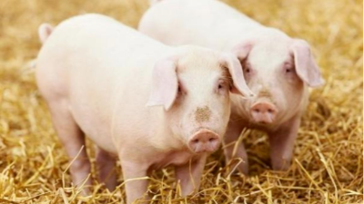 育肥猪呼吸道疾病的防治方法-上海邦森